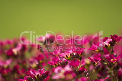 flowers with green background