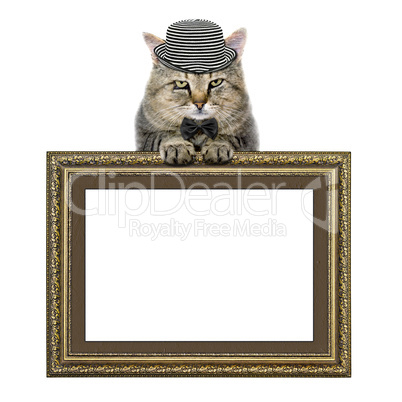 cat in a hat and a butterfly tie relies on the picture frame