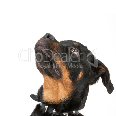 rottweiler dog