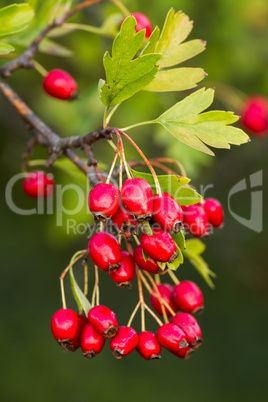 Mature nice red hawthorn berries