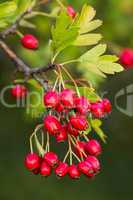 Mature nice red hawthorn berries