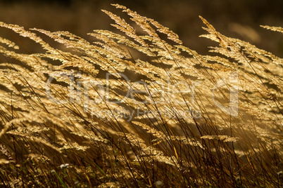 Beautiful grass field at sunset