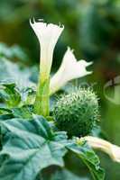 Jimson Weed (Datura stramonium) flower