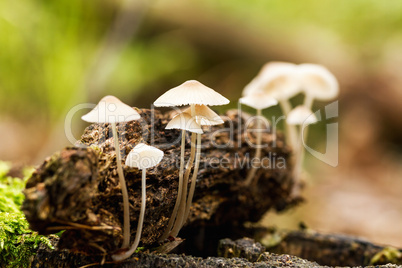 Forest mushrooms in a forest litter