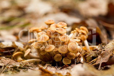 Young Ringless Honey Fungus (Armillaria tabescens)