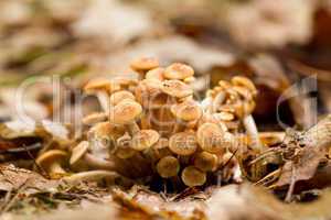 Young Ringless Honey Fungus (Armillaria tabescens)