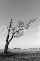 Black and white landscape with dry tree