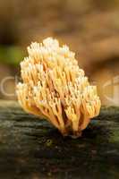 Coral mushroom" (Ramaria formosa) close-up