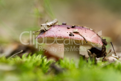 Red mushroom russula in the forest