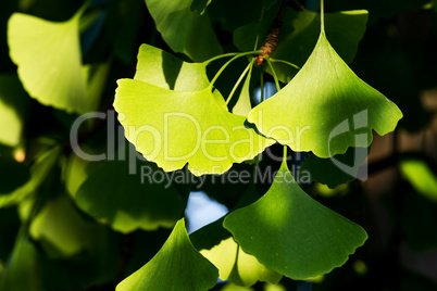 Ginkgo biloba green leaves on a tree