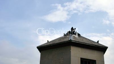 Doves on roof in France