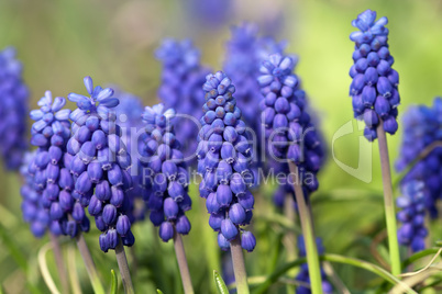 grape hyacinth