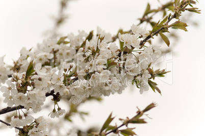 flowering cherry tree