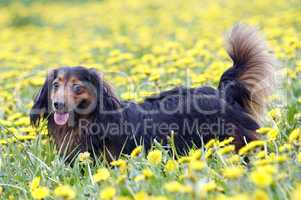 dachshund on the dandelions meadow