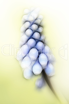 grape hyacinth