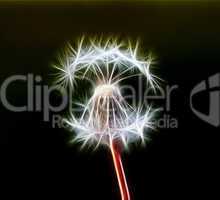 dandelion with egret