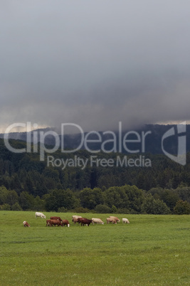 herd of cattle on a summer pasture
