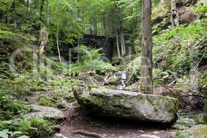 deciduous forest with ravines