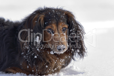 Dachshund in the snow