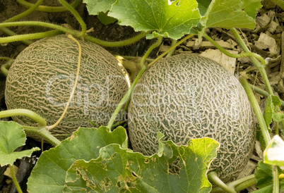 cantaloupes