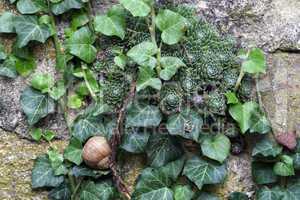 overgrown wall with snail