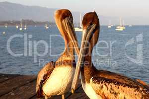 California Pelicans