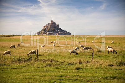 le mont-saint-michel and sheeps