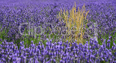 lavendel feld