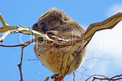 koala, australien