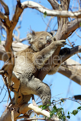 Koala, Australien