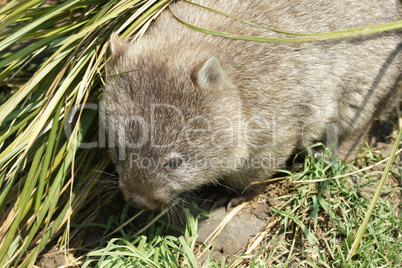 Wombat, Tasmanien, Australien