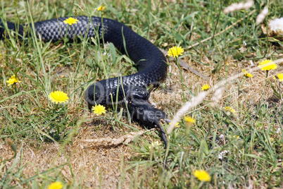 Schwarze Tigerotter, Tasmanien, Australien