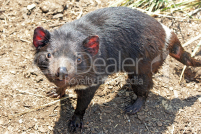 Tasmanischer Teufel, Tasmanien, Australien