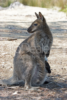 Bennett Wallaby mit Jungtier im Beutel, Tasmanien, Australien