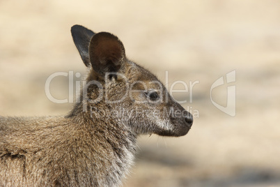 Bennett Wallaby, Tasmanien, Australien
