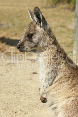 Junges Graues Riesenkänguru, Tasmanien, Australien