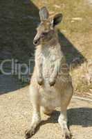 Junges Graues Riesenkänguru, Tasmanien, Australien