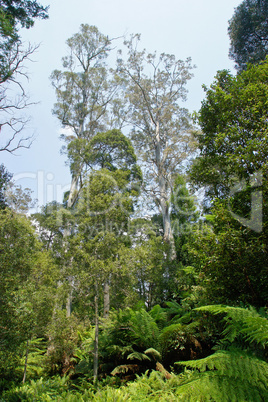 Evercreech Forest Reserve, Tasmanien, Australien