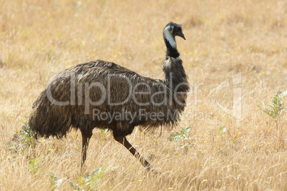 Emu, Tasmanien, Australien