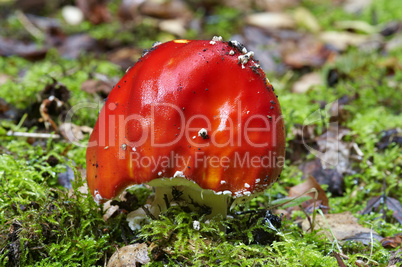 amanita muscaria