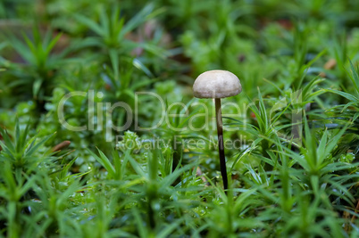 garlic marasmius - inedible mushroom