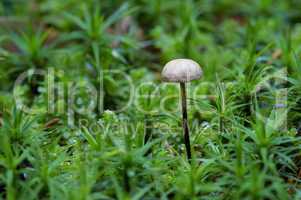 garlic marasmius - inedible mushroom