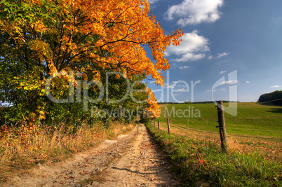 country road and autumn trees