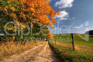 country road and autumn trees