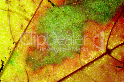 autumn leaf