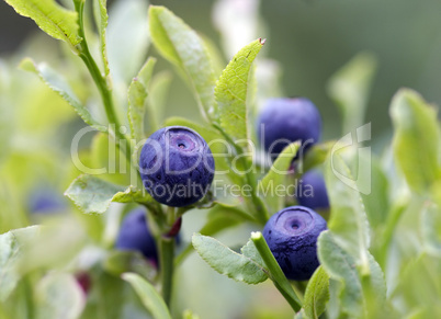 blueberry shrubs - forest product