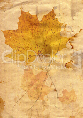 autumn leaf