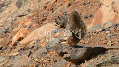 barbary ground squirrel eat and bird comes 11120