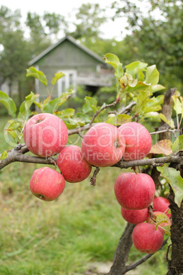 very tasty and ripe apples