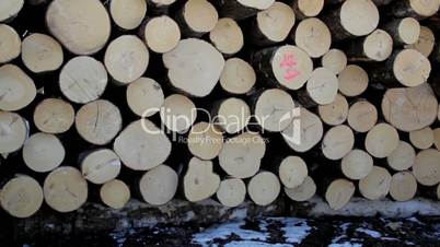 Freshly cut logs neatly piled